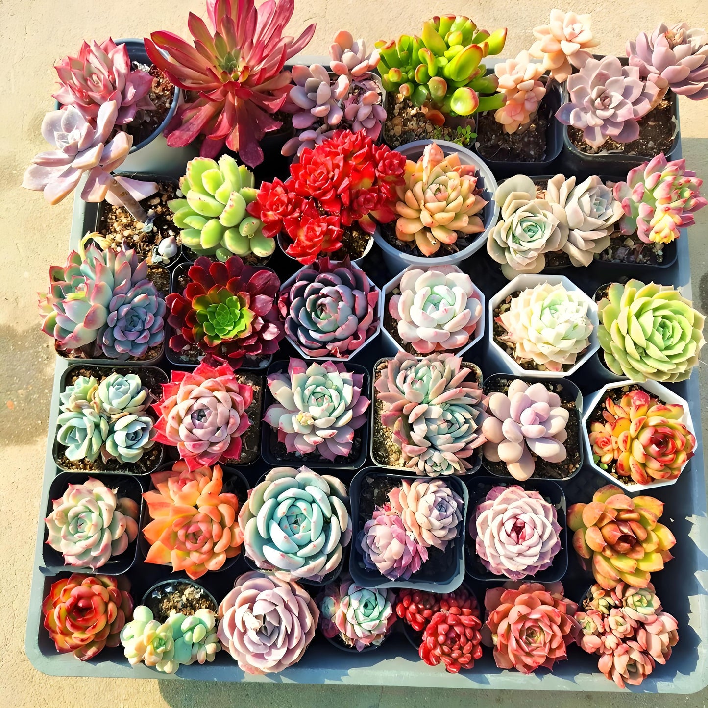 Assorted Live Succulents Collection for Garden Lovers and DIY