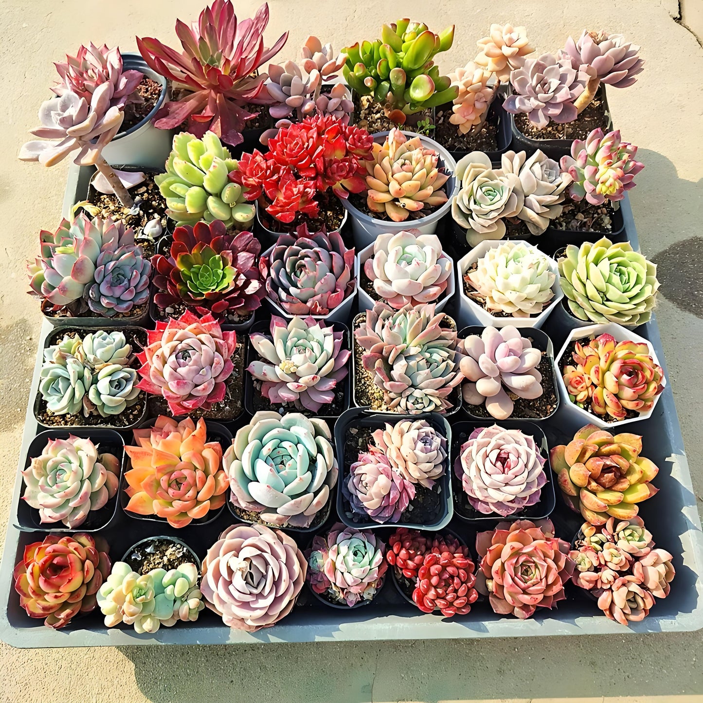 Assorted Live Succulents Collection for Garden Lovers and DIY