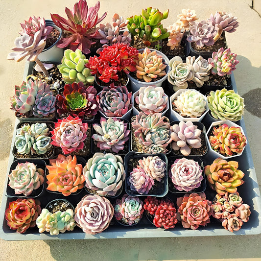 Assorted Live Succulents Collection for Garden Lovers and DIY