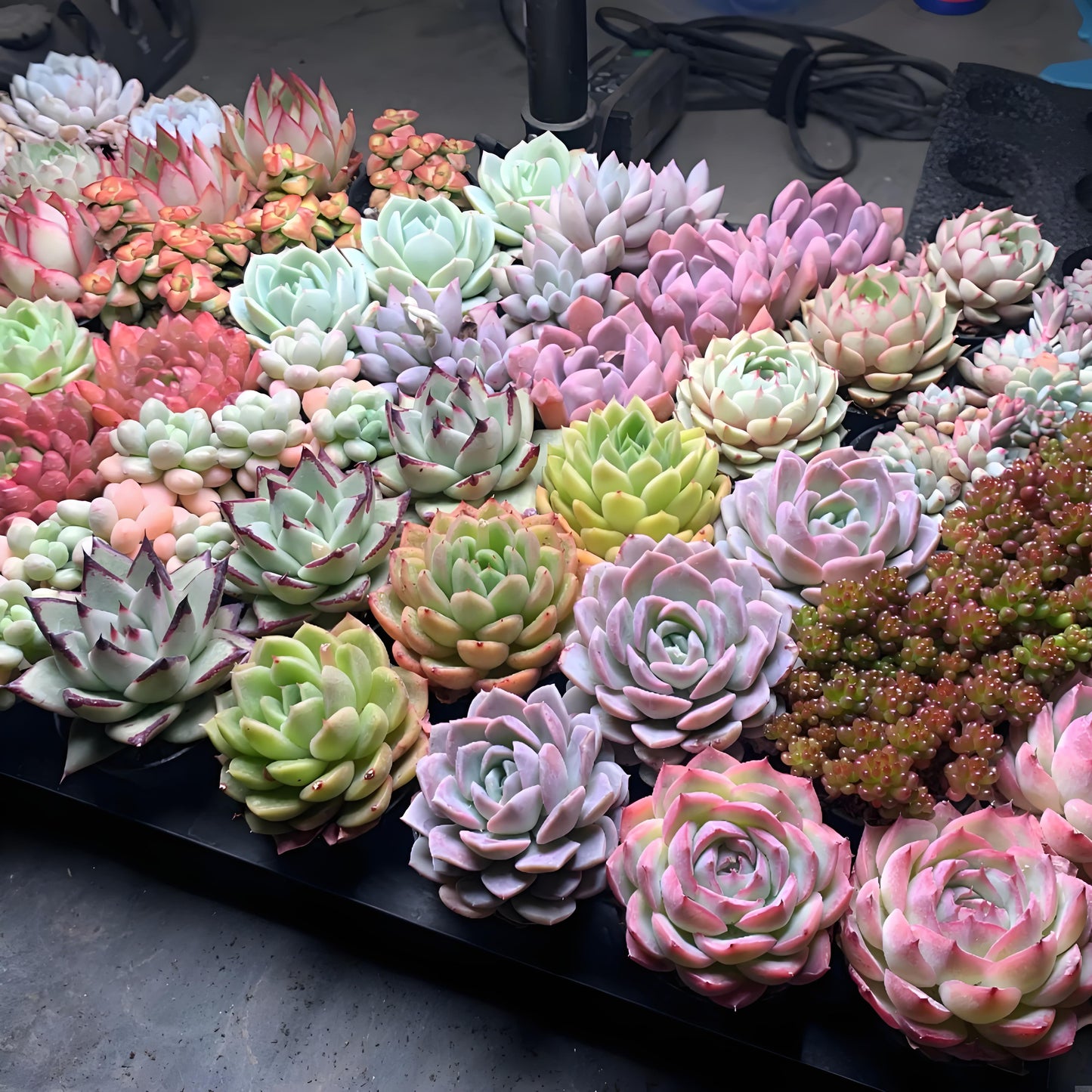 Assorted Live Succulents Collection for Garden Lovers and DIY